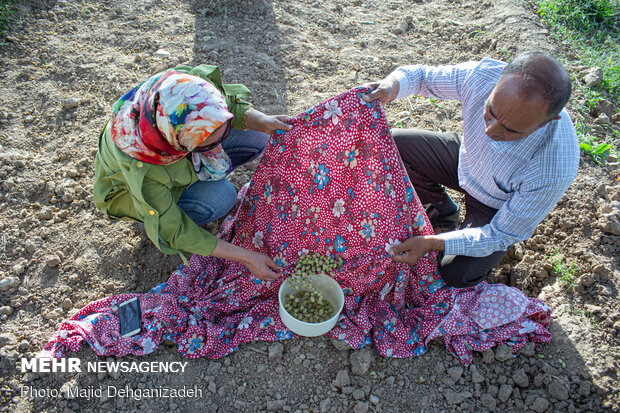 Harvesting mulberry trees in Yazd