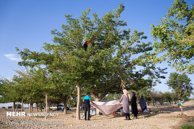 Harvesting mulberry trees in Yazd
