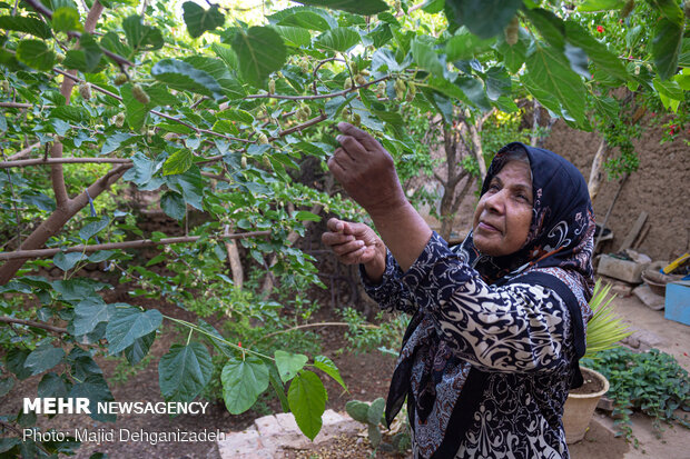 Harvesting mulberry trees in Yazd