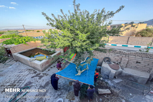 Harvesting mulberry trees in Yazd