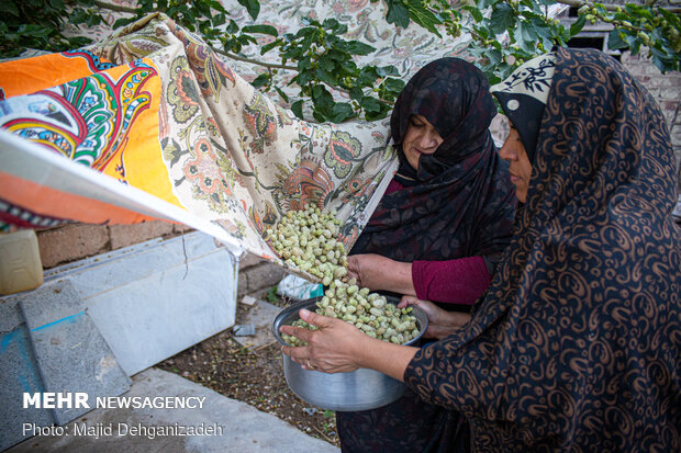 Harvesting mulberry trees in Yazd