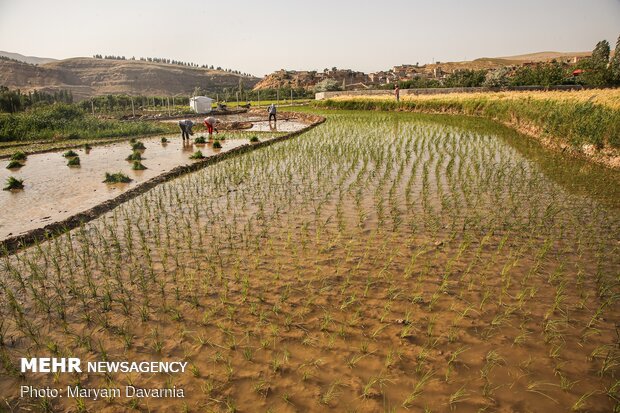 Rice farms of North Khorasan province 