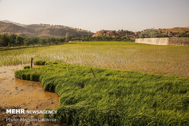 کاشت برنج ایرانی در مزارع خراسان شمالی