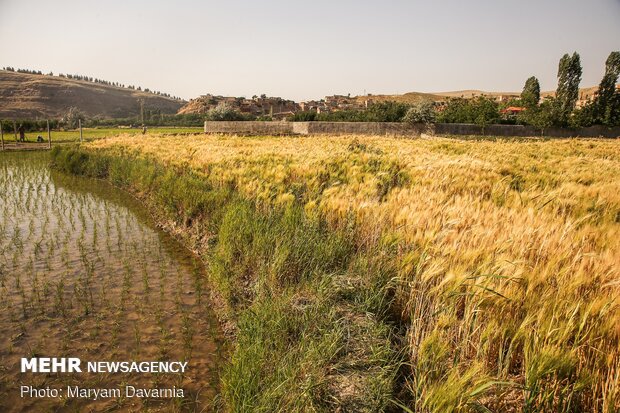 Rice farms of North Khorasan province 