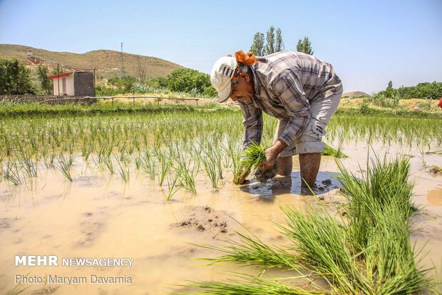 کاشت برنج ایرانی در مزارع خراسان شمالی