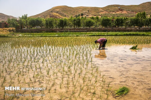 Rice farms of North Khorasan province 
