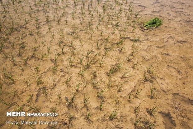 Rice farms of North Khorasan province 