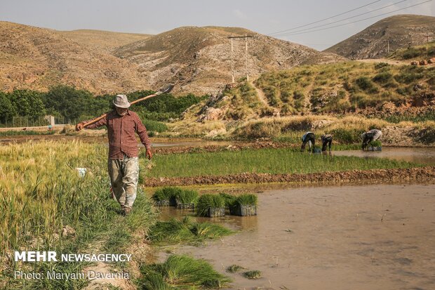 Rice farms of North Khorasan province 