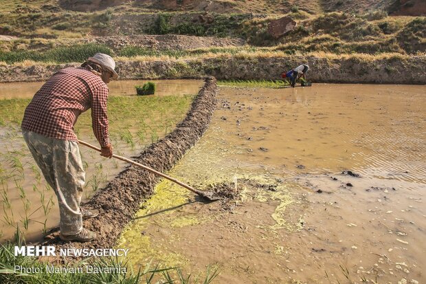 Rice farms of North Khorasan province 