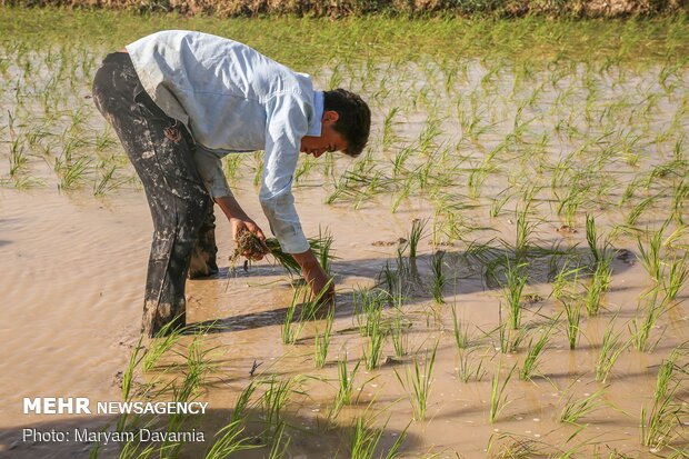 Rice farms of North Khorasan province 