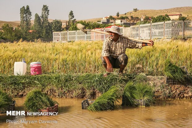 Rice farms of North Khorasan province 