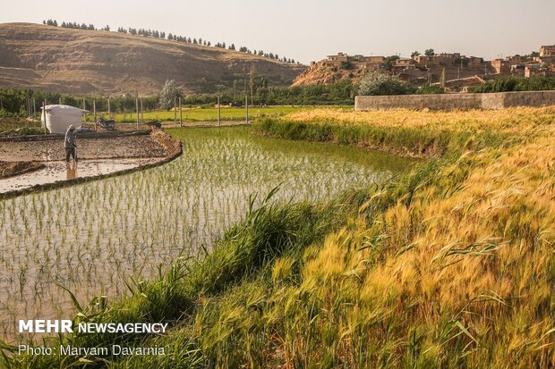 Rice farms of North Khorasan province 