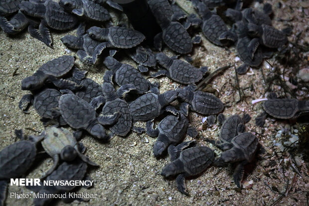 Birth of Hawksbill sea turtles in Kish