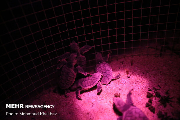 تولد جوجه لاک پشت های پوزه عقابی در کیش