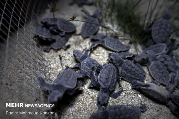 Birth of Hawksbill sea turtles in Kish