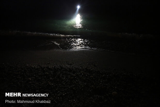 تولد جوجه لاک پشت های پوزه عقابی در کیش