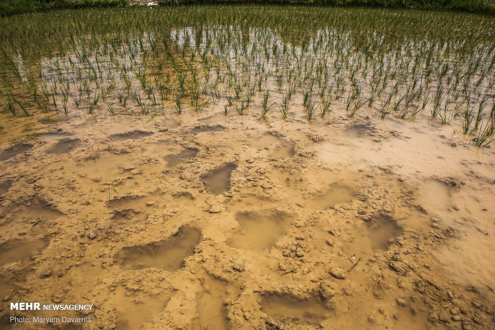 مزرعه برنج آلوده به فاضلاب در شیراز تخریب شد