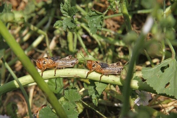 VIDEO: Locust attack on pistachio gardens on Kerman