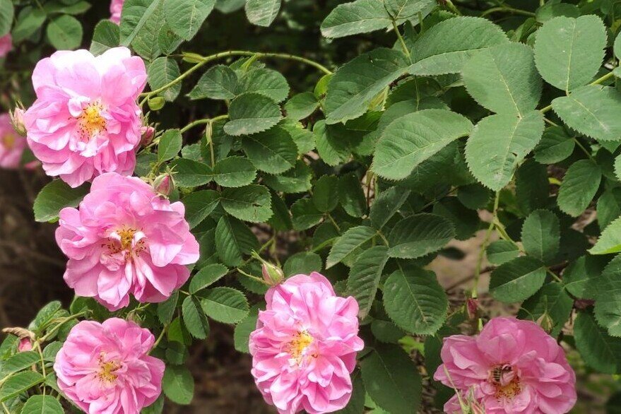 لرستان به وقت گل و گلاب؛ ظرفیتی برای اشتغال و درآمد