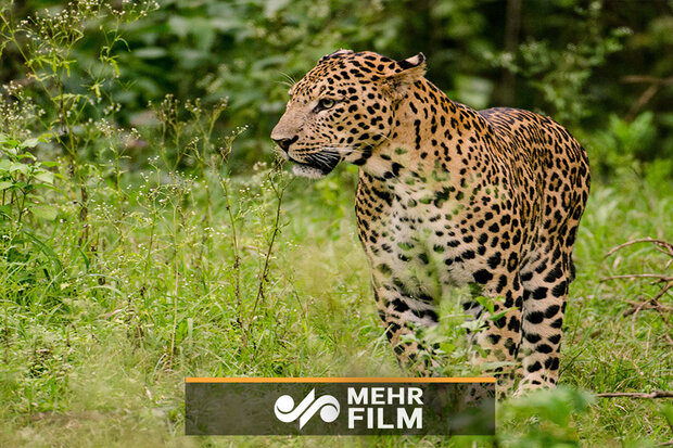 VIDEO: Persian leopard captured on camera in NW Iran