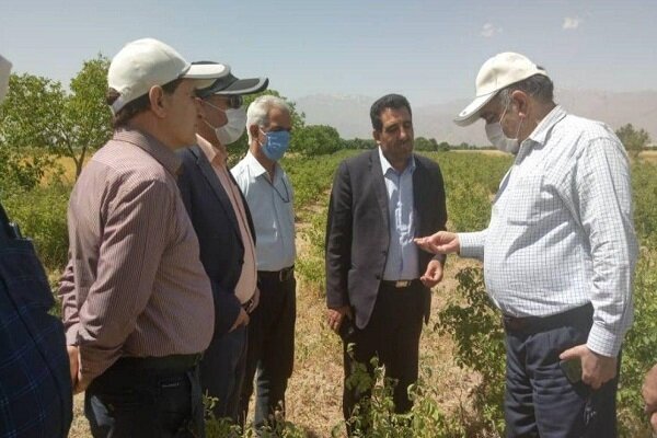 بازدید معاون وزیر جهاد کشاورزی از باغات لرستان