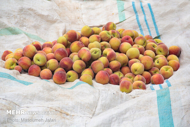 Harvesting peach, nectarine trees in N Iran
