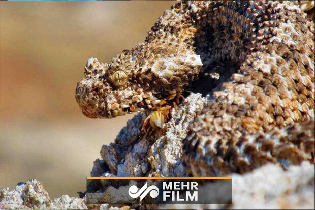 VIDEO: Spider-tailed horned viper spotted in IIlam mountains