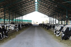 تولید ١.٩ میلیون تن شیر گاو در دامداری‌های کشور در بهار ۹۸