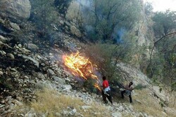 حریق جنگل مهروئیه در جنوب کرمان مهار شد