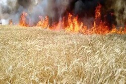 تروریستهای آمریکایی دشت های کشاورزی سوریه را آتش می‌زنند