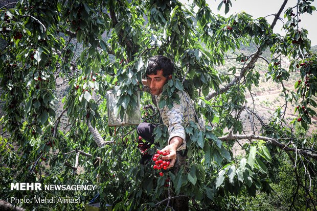 Agricultural products of Tarom, Zanjan province