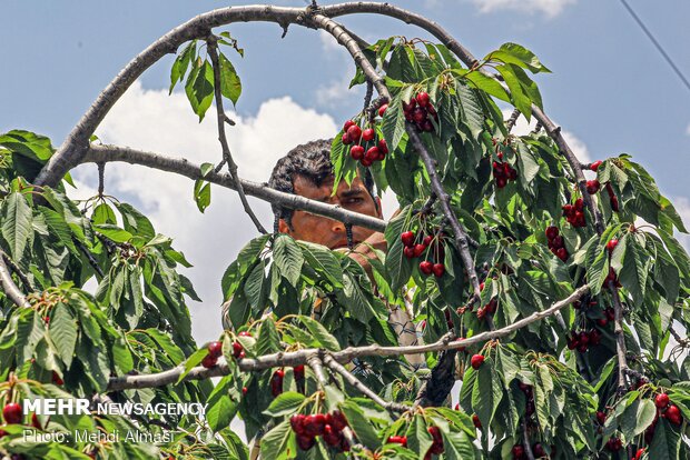 Agricultural products of Tarom, Zanjan province