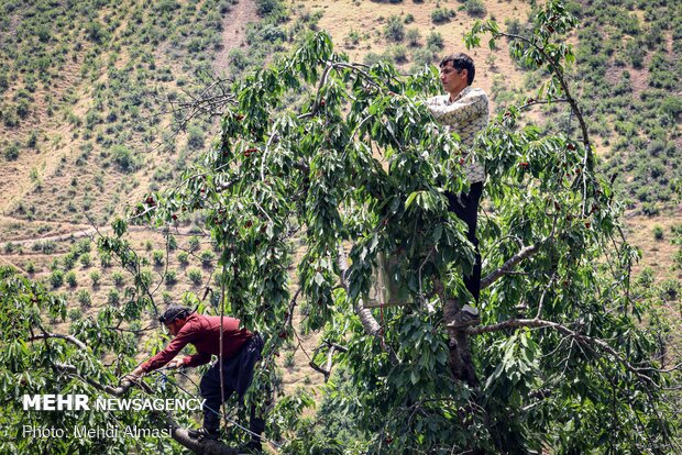 Agricultural products of Tarom, Zanjan province