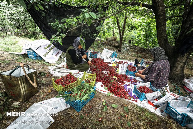 Agricultural products of Tarom, Zanjan province