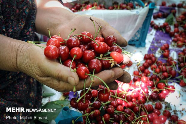 Agricultural products of Tarom, Zanjan province