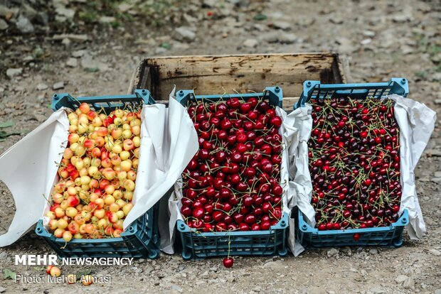 Agricultural products of Tarom, Zanjan province