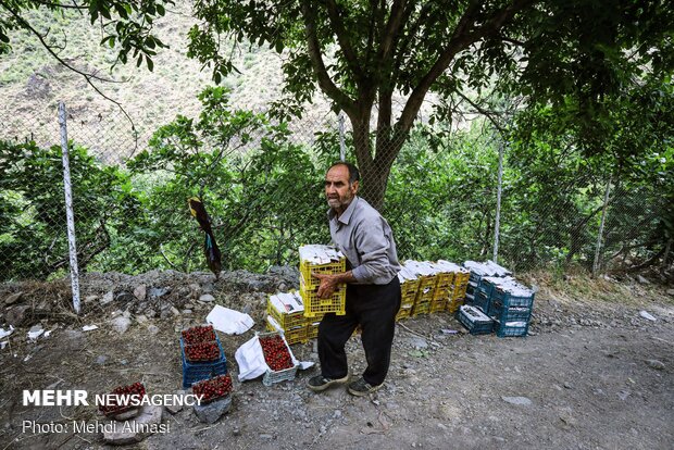 Agricultural products of Tarom, Zanjan province