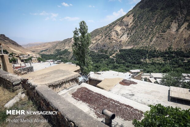 Agricultural products of Tarom, Zanjan province