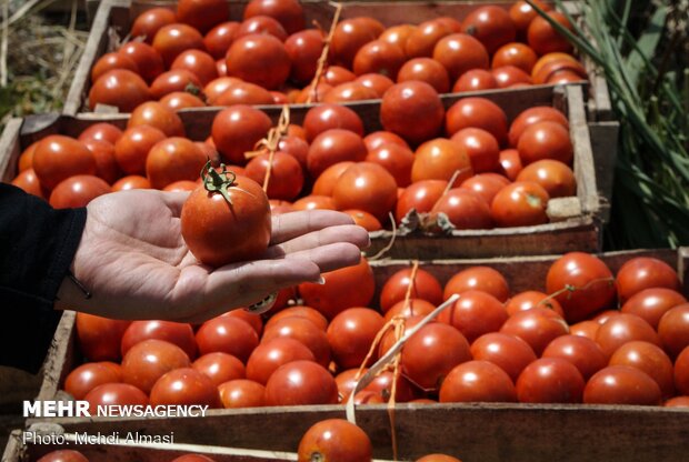 Agricultural products of Tarom, Zanjan province