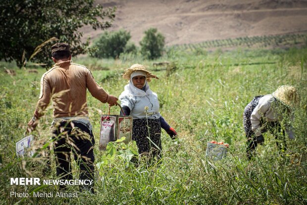 Agricultural products of Tarom, Zanjan province