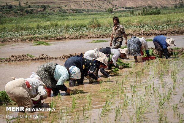 Agricultural products of Tarom, Zanjan province