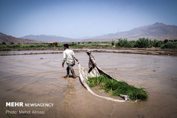 Agricultural products of Tarom, Zanjan province