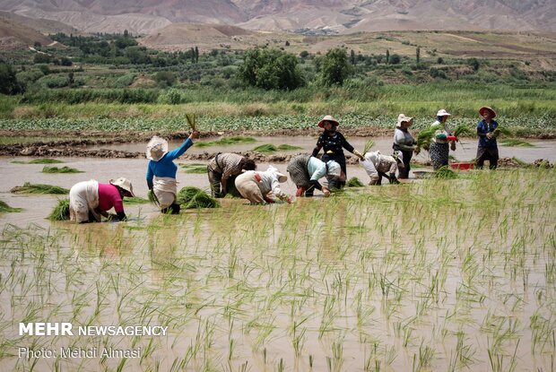 Agricultural products of Tarom, Zanjan province