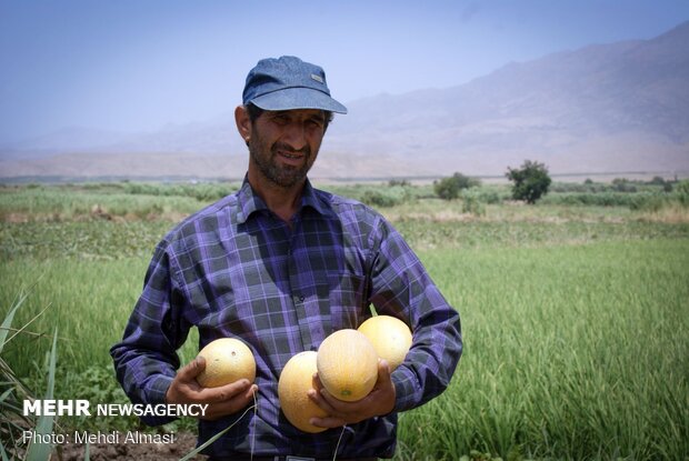 محصولات زراعی هندوستان ایران