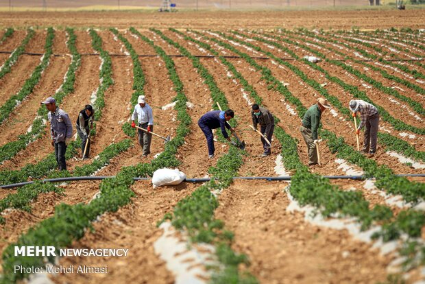 ۹۱ هزار تن محصول از کشاورزان هرمزگان خریداری شد