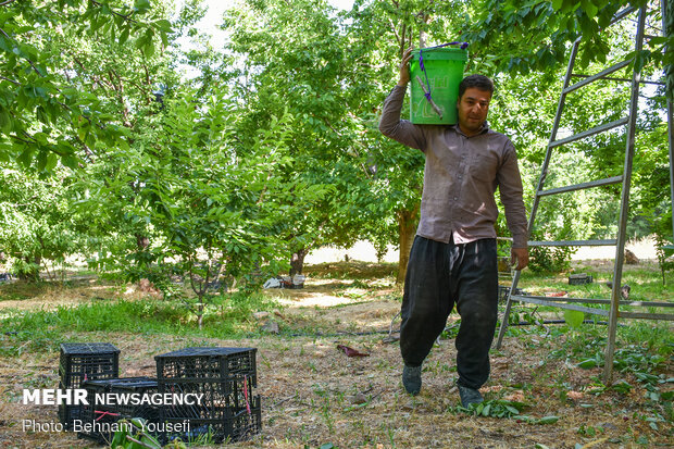 İran'da vişne ve kiraz hasadı başladı