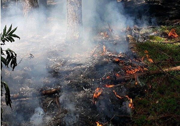 عامل آتش سوزی جنگل های رضوانشهر شناسایی و دستگیر شد
