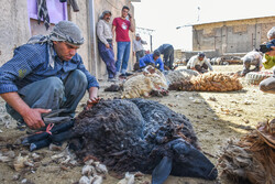 تبدیل خطر آلودگی محیطی به درآمد پایدار در روستاهای خراسان شمالی