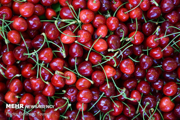 Harvesting cherry, sour cherry trees in Markazi Prov.
