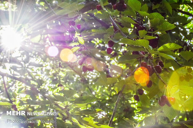 Harvesting cherry, sour cherry trees in Markazi Prov.
